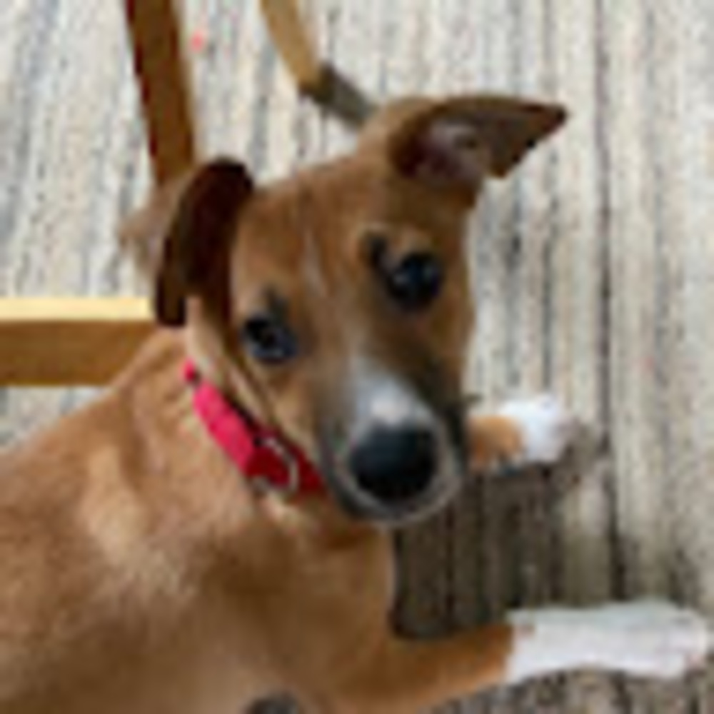 Meet your Posher, Harriett